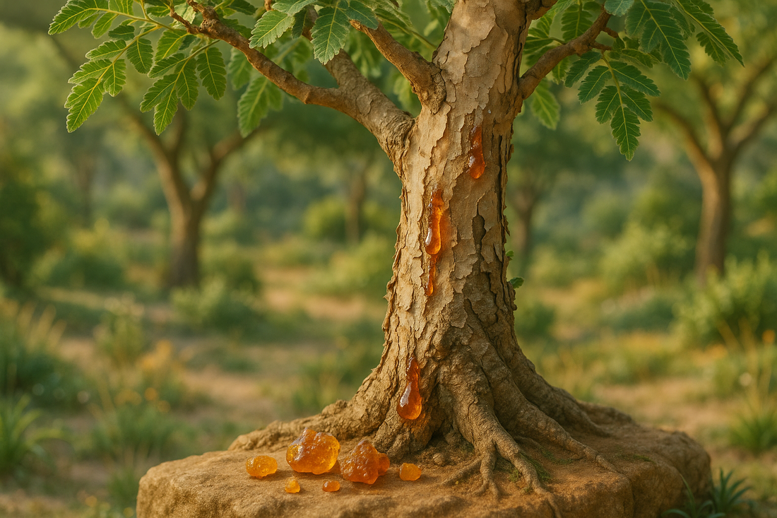 Boswellia Serrata Extract: Unveiling Nature's Soothing Balm